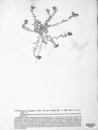 Puccinia corrigiolae image